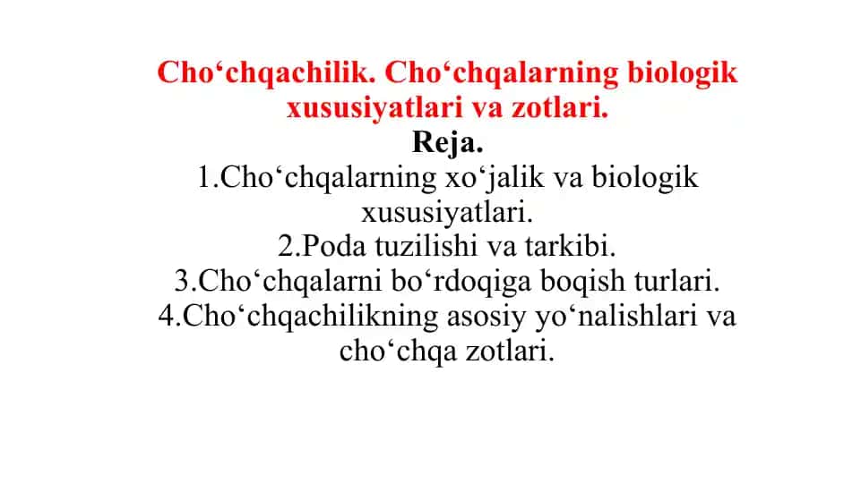 Cho‘chqachilik