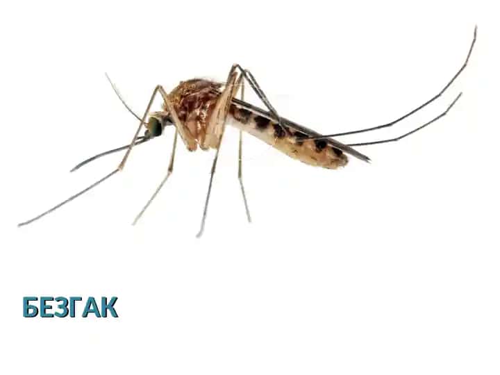 Безгак. Bezgak