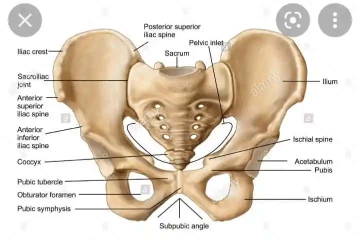 Pelvis anatomiyasi
