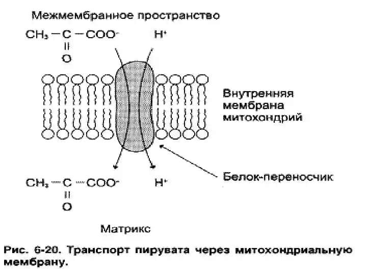 Пируватдегидрогеназа комплекси