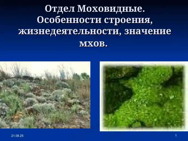 Отдел Моховидные. Особенности строения, жизнедеятельности, значение мхов.