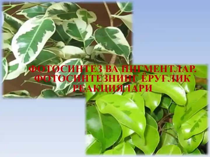 Фотосинтез ва пигментлар. Фотосинтезнинг ёруғлик реакциялари