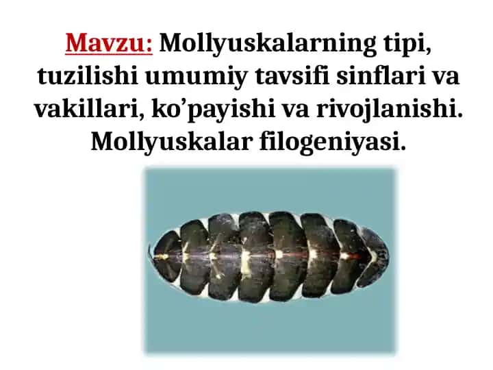 Mollyuskalar Mollyuskalar turini, tuzilishini va filogeniyasini o'rganing.