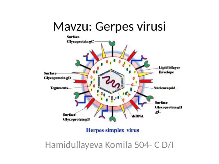 Gerpesvirusi