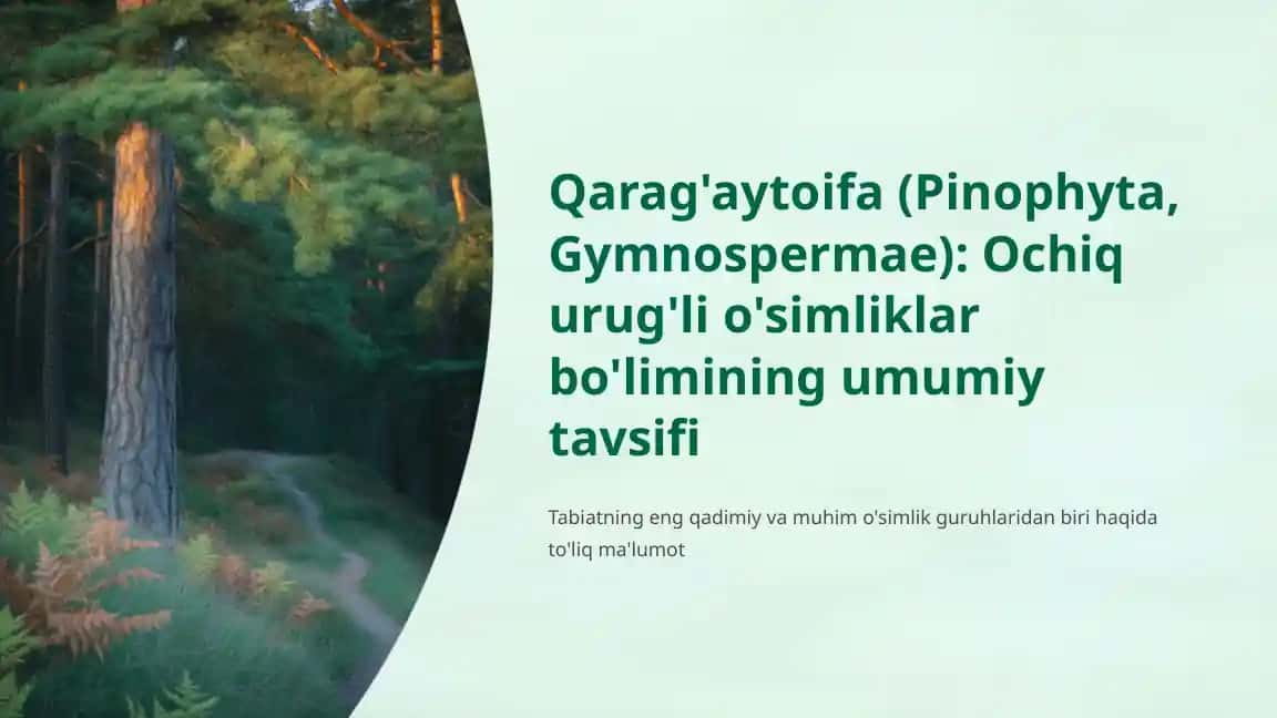 Qarag‘aytoifa (ochiq urug‘li ) Pinophyta Gymnospermae o‘simliklar bo‘limining umumiy tavsifi