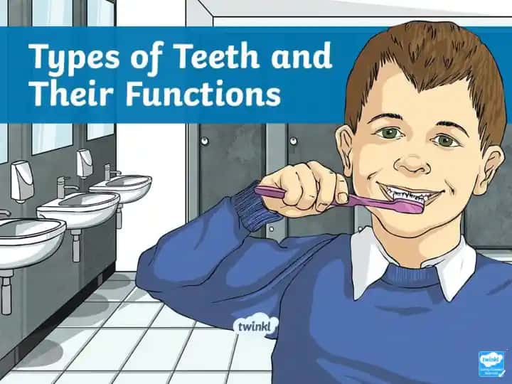 Incisors