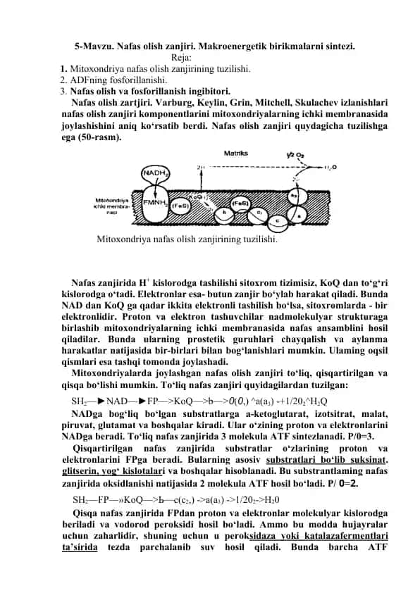 Nafas olish zanjiri. Makroenergetik birikmalarni sintezi.