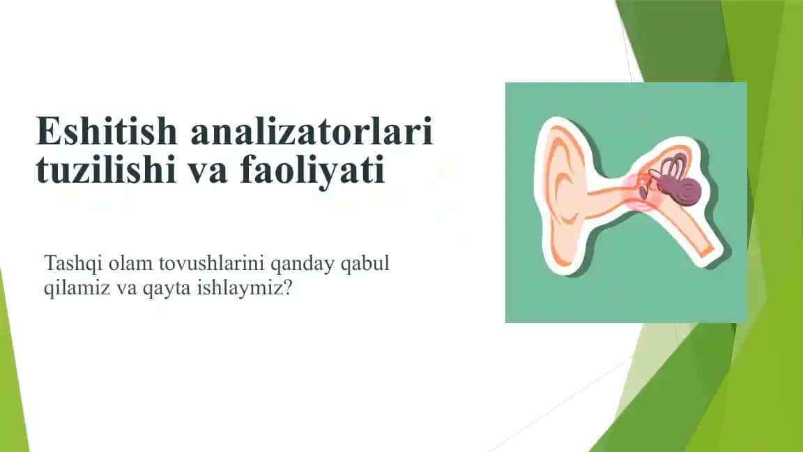 Eshitish analizatorlari tuzilishi va faoliyati
