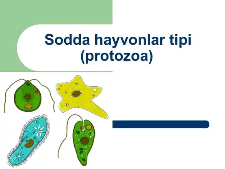 Sodda hayvonlar tipi (protozoa)