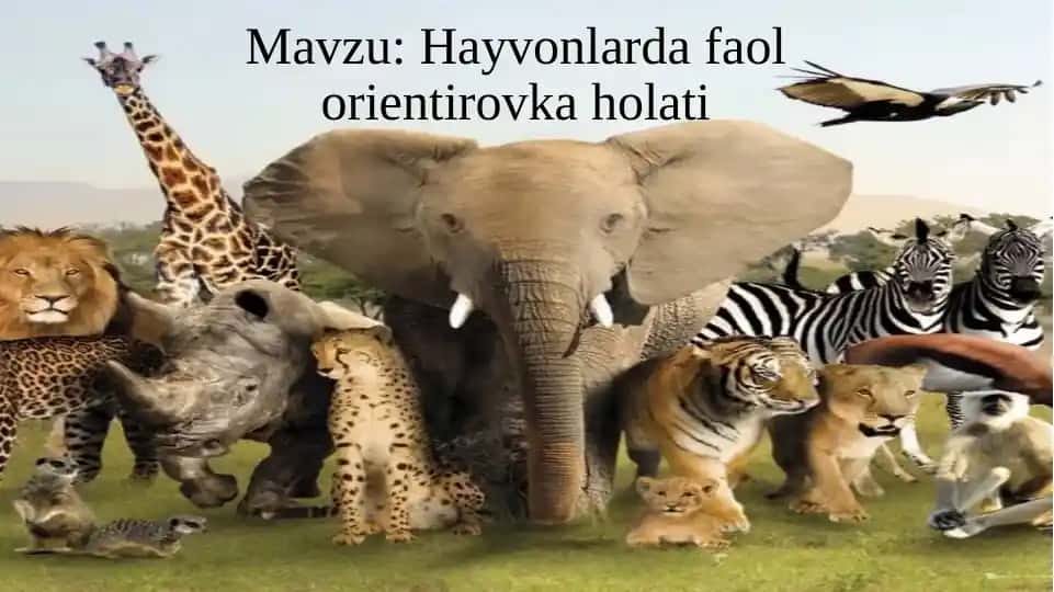 Hayvonlarda orientirovka jarayoni va fiziologik asoslar