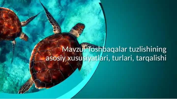 Toshbaqalar tuzilishi