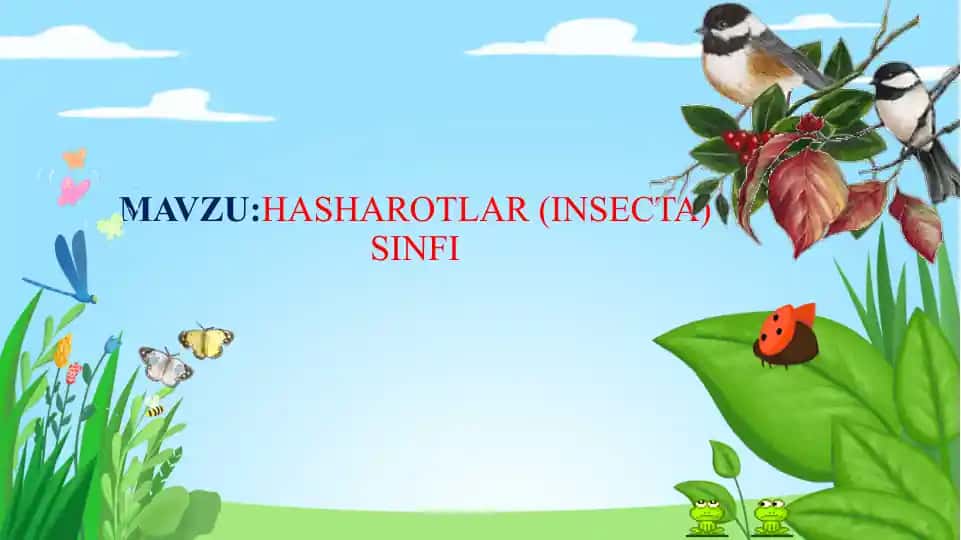HASHAROTLAR (INSECTA) SINFI