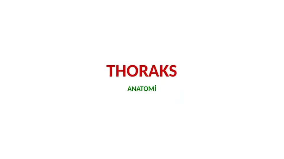 Thoraks
