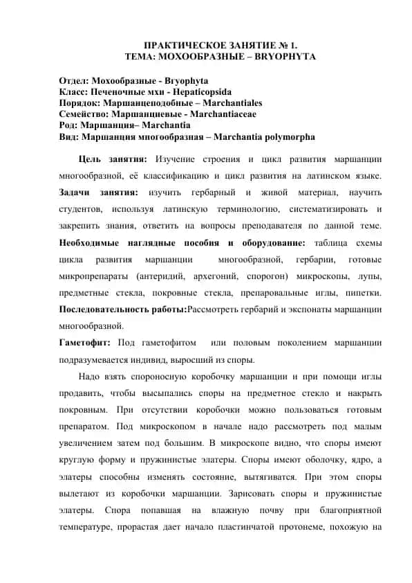 МОХООБРАЗНЫЕ – BRYOPHYTA