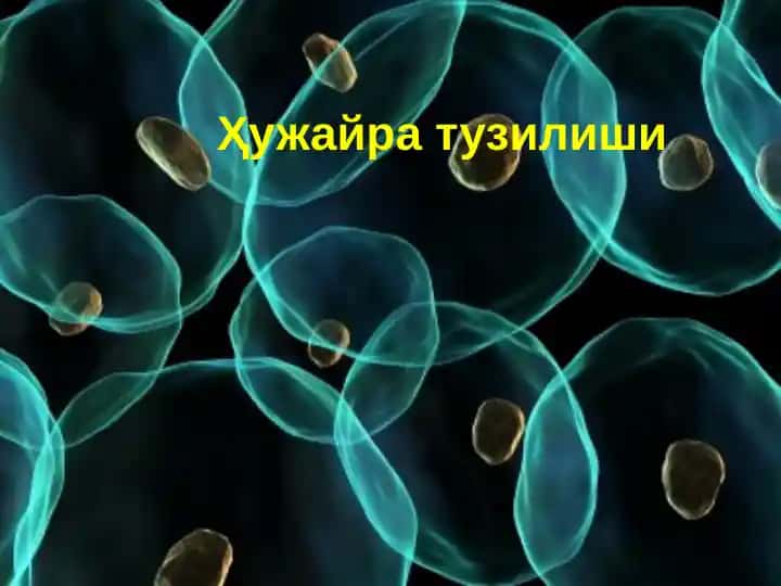 Ҳужайра тузилиши