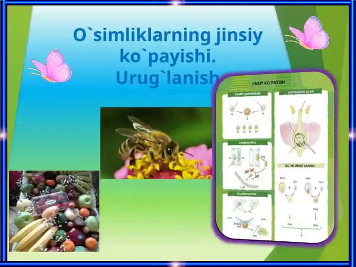 O`simliklarning jinsiy ko`payishi.