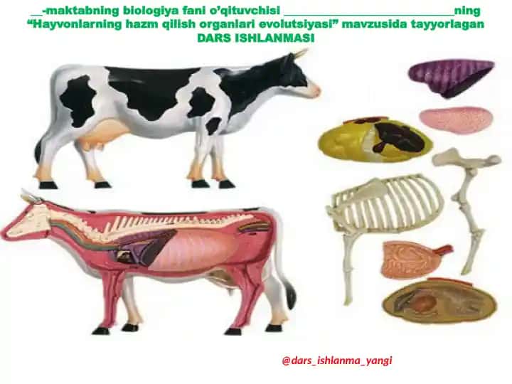 Hayvonlarning hazm qilish organlari evolutsiyasi