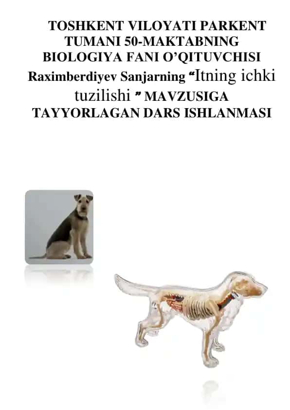 Itning ichki tuzilishi