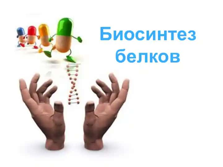 Биосинтез белков