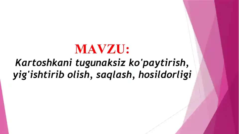 Kartoshkani tugunaksiz ko'paytirish, yig'ishtirib olish, saqlash, hosildorligi (TAQDIMOT)