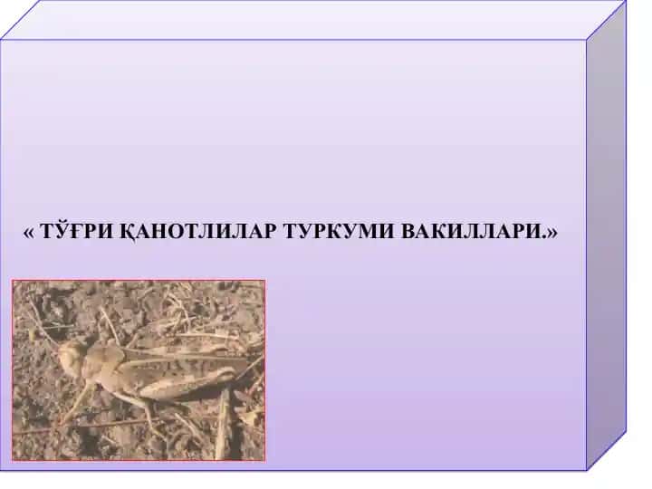 Тўғри қанотлилар туркуми вакиллари
