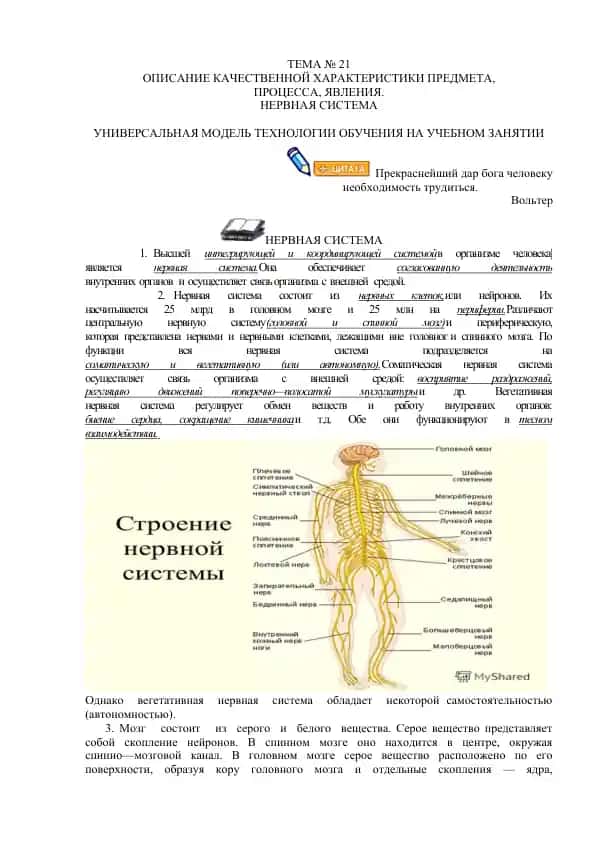 Нервная система