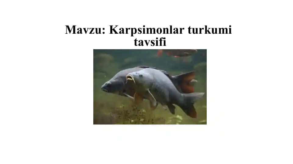 Karpsimonlar turkumitavsifi