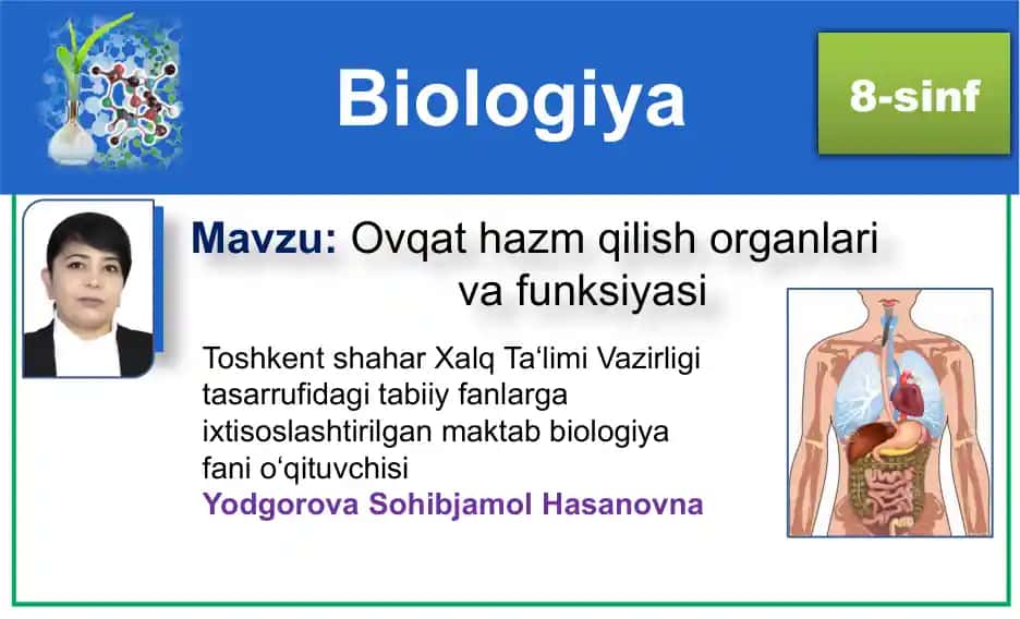 Ovqat hazm qilish organlari va funksiyasi