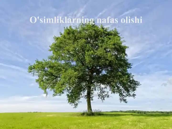 O'simliklarning nafas olishi