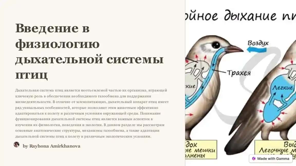 Введение в физиологию дыхательной системы птиц