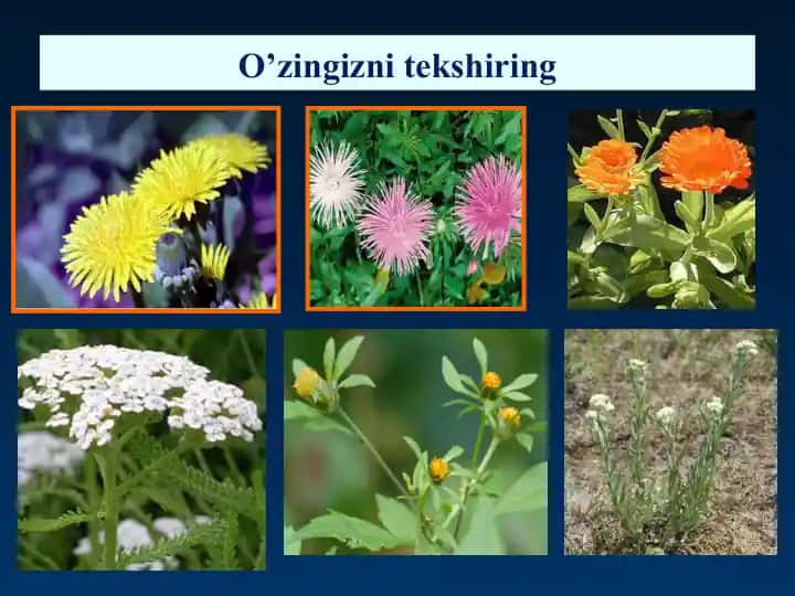 Bir urug’pallali o’simliklar–LiliopsidayokiMonocotyledonessinfi