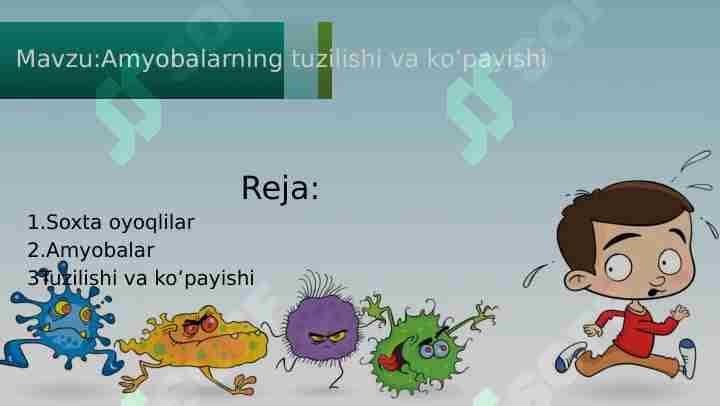Amyobalarning tuzilishi va ko’payishi