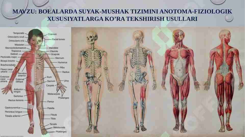 BOLALARDA SUYAK-MUSHAK TIZIMINI ANOTOMA-FIZIOLOGIK XUSUSIYATLARGA KO’RA TEKSHIRISH USULLARI