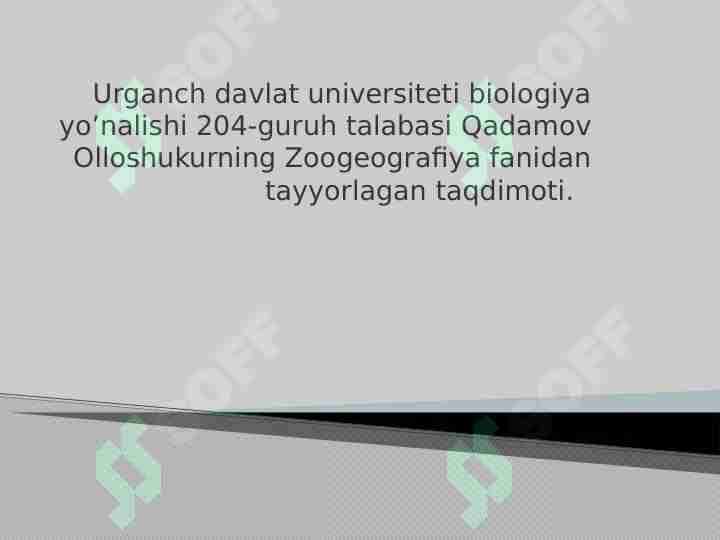 Koʻr ilon taqdimot