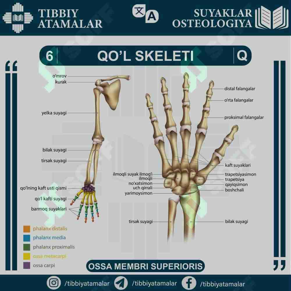 QO'L SKELETI - OSSA MEMBRI SUPERIORIS