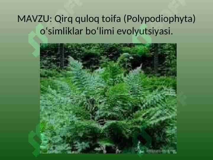Qirq quloq toifa (Polypodiophyta) o‘simliklar bo‘limi evolyutsiyasi