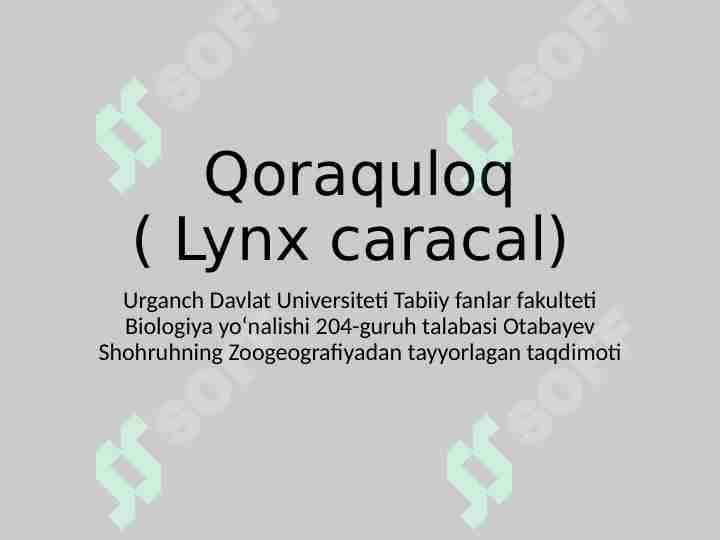 Qoraquloq taqdimot