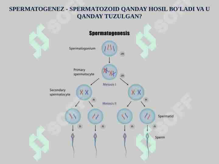 SPERMATOGENEZ - SPERMATOZOID QANDAY HOSIL BO'LADI VA U QANDAY TUZULGAN?