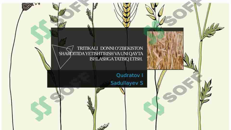 TRITIKALI DONNI O’ZBEKISTON SHAROITIDA YETISHTIRISH VA UNI QAYTA ISHLASHGA TAQDIM ETISH