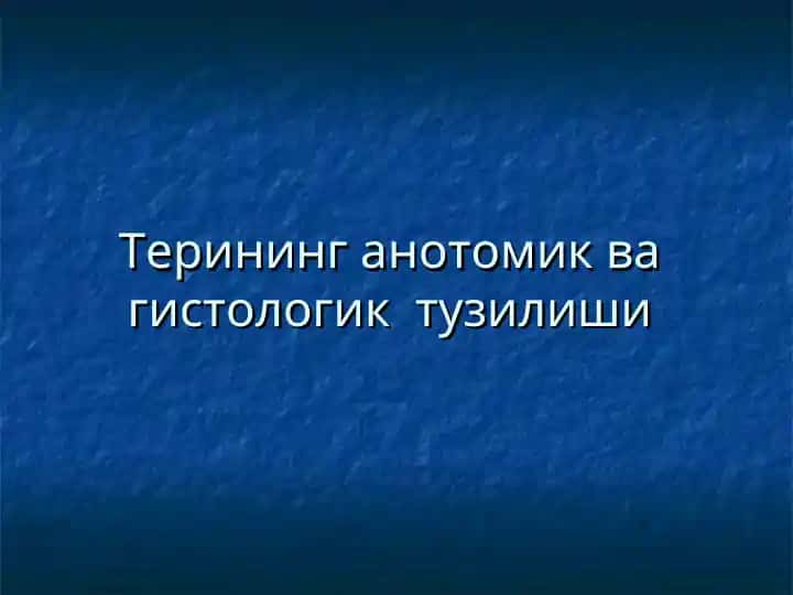 Терининг анотомик ва гистологик тузилиши