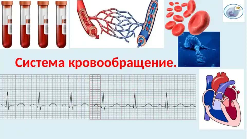 Системакровообращение