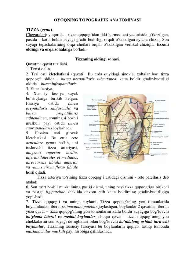 Oyoqning Topografik Anatomiyasi
