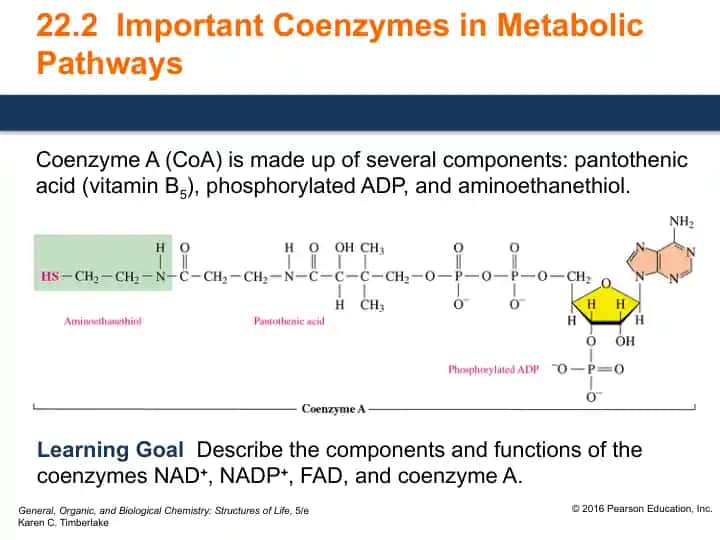Important Coenzymes in Metabolic Pathways