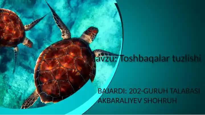 Toshbaqalar tuzilishi