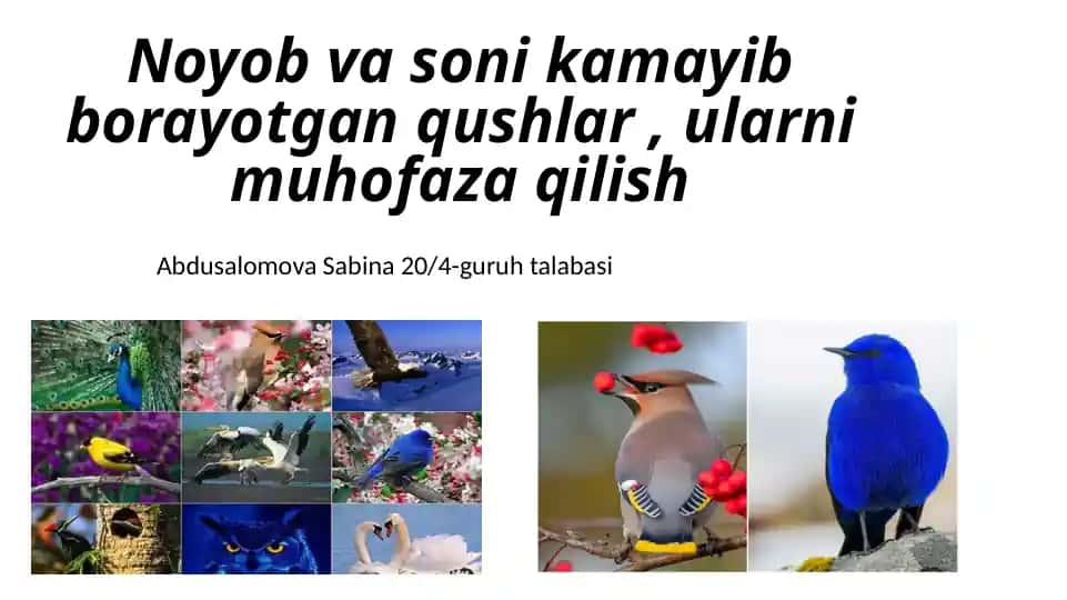 Oq dumli suv burgut