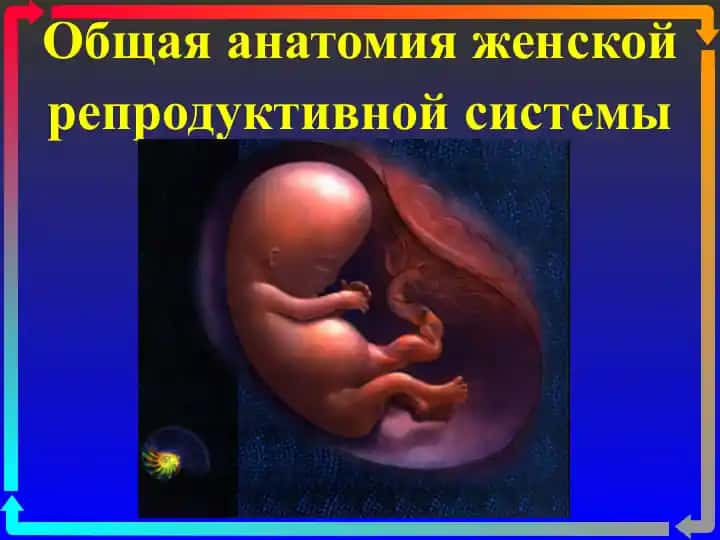Общая анатомия женской репродуктивной системы
