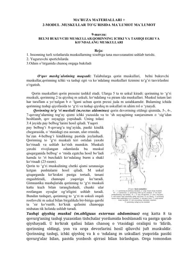 Qorin muskullari to'g'risida ma'lumot