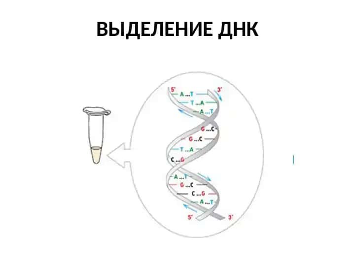 Молекулярно-генетические методы в исследовании растений