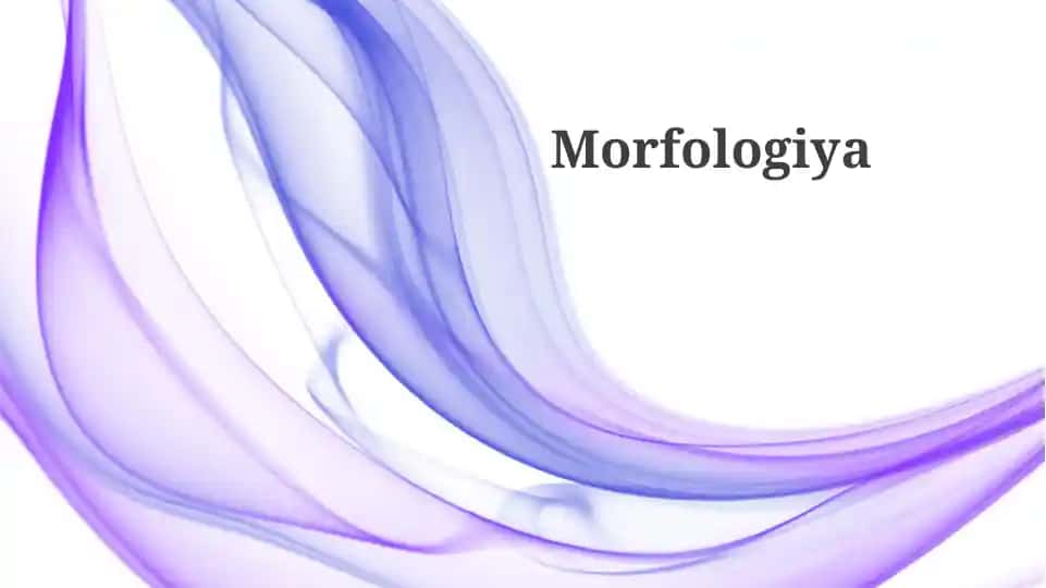 Morfologiya
