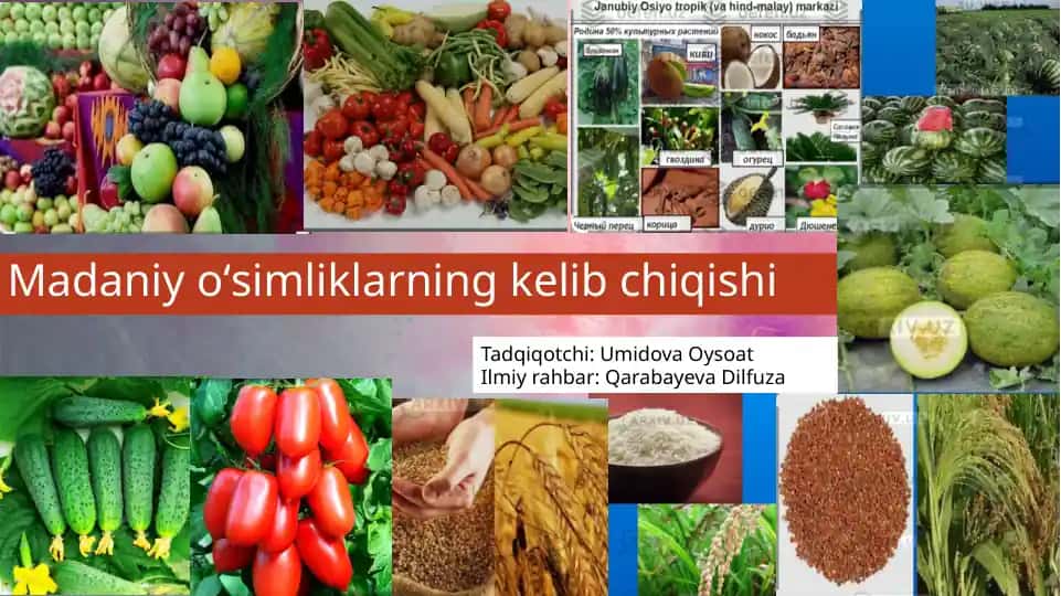 Madaniy oʻsimliklarning kelib chiqishi